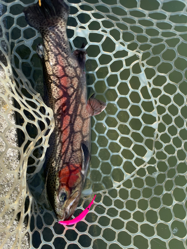 ニジマスの釣果