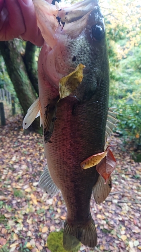 ラージマウスバスの釣果