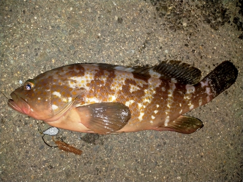 アコウの釣果