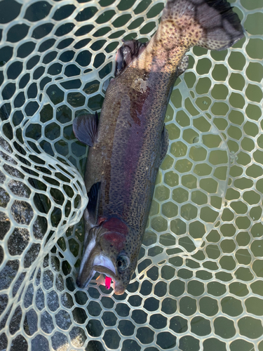 ニジマスの釣果