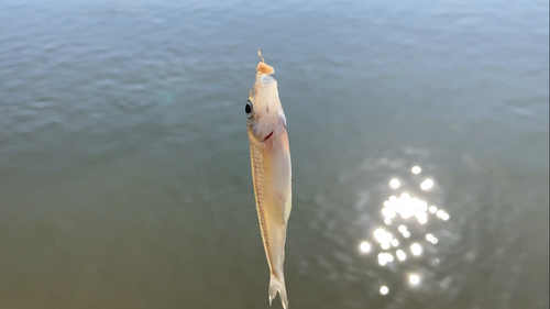 タモロコの釣果