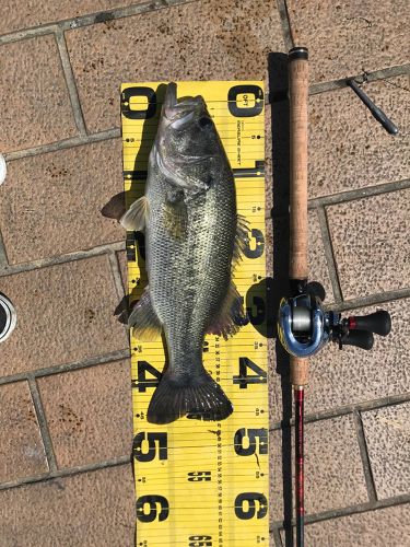 ブラックバスの釣果