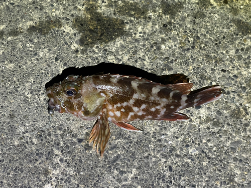 カサゴの釣果