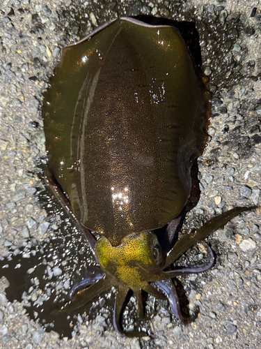 アオリイカの釣果