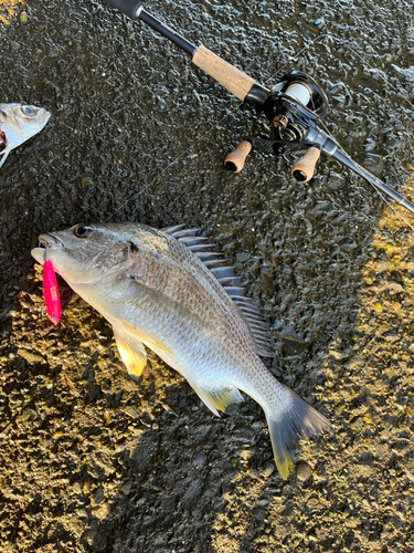 キビレの釣果