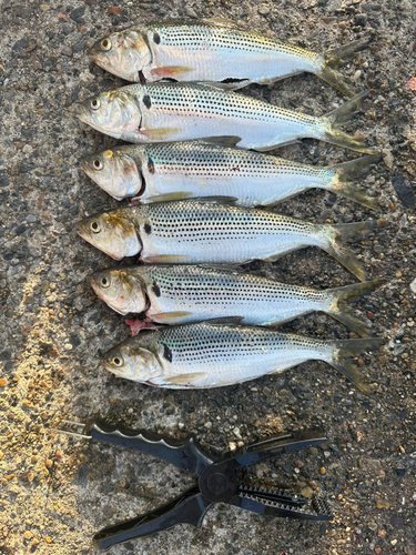 コノシロの釣果