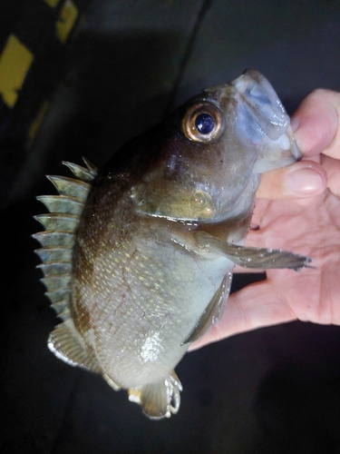 ガヤの釣果