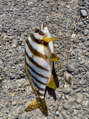 タカノハダイの釣果