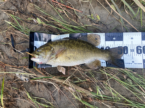 スモールマウスバスの釣果