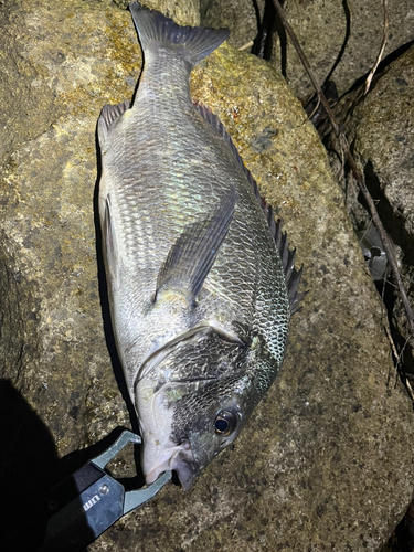 チヌの釣果