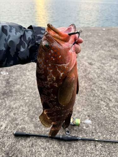 アコウの釣果