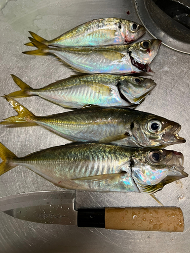 アジの釣果