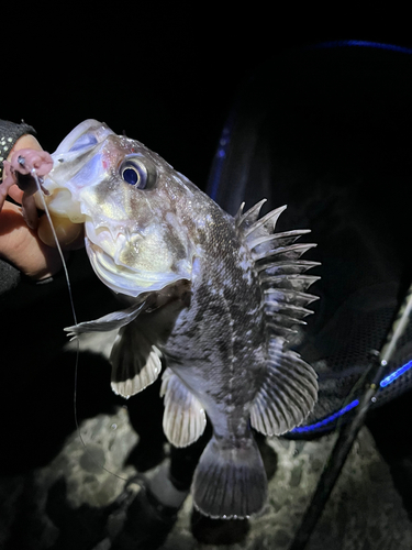 クロソイの釣果