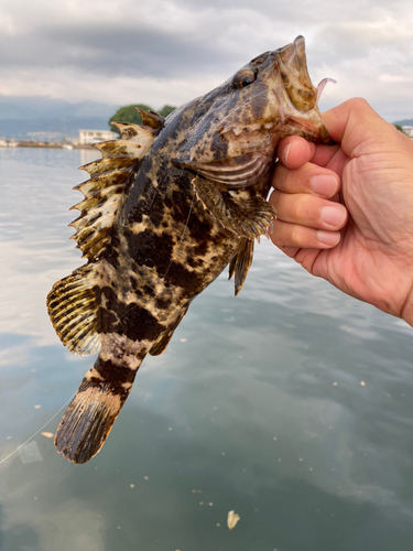 タケノコメバルの釣果