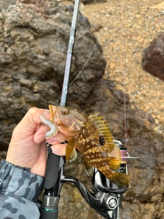 アコウの釣果