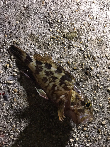 カサゴの釣果