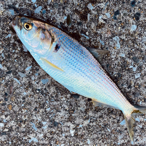 コノシロの釣果