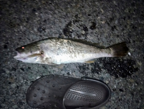 ニベの釣果