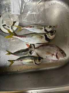 マアジの釣果