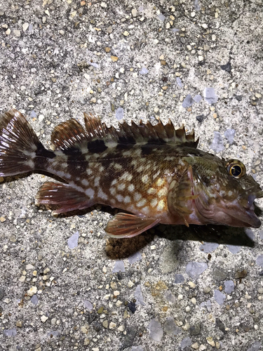 カサゴの釣果