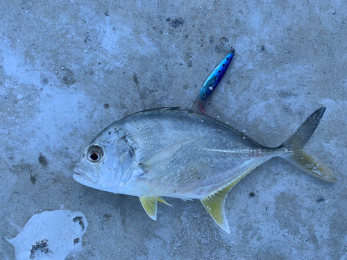 メッキの釣果