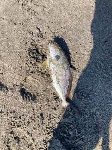 ショゴの釣果