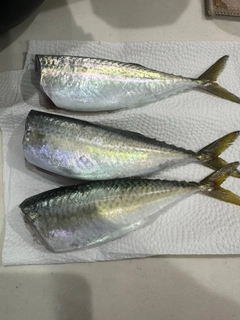 サバの釣果