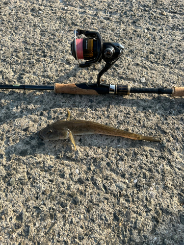 アゴハゼの釣果