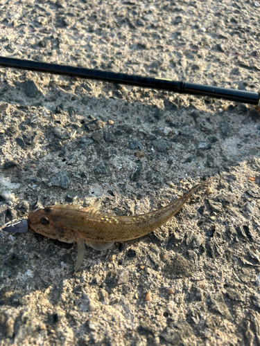 アゴハゼの釣果