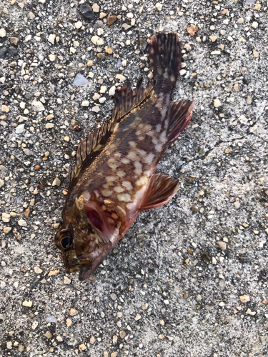 カサゴの釣果