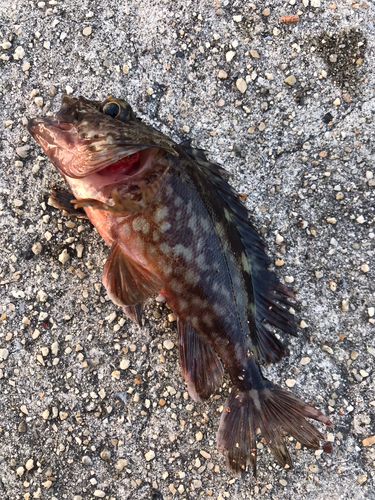 カサゴの釣果