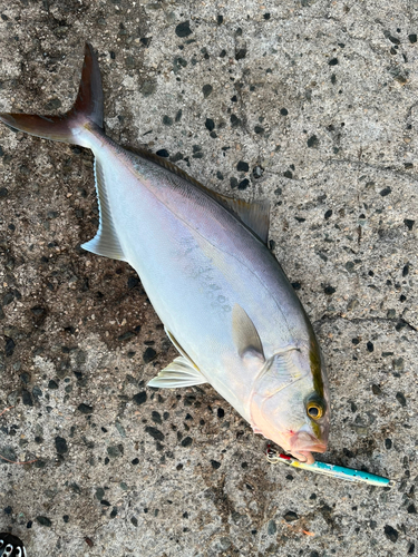 カンパチの釣果