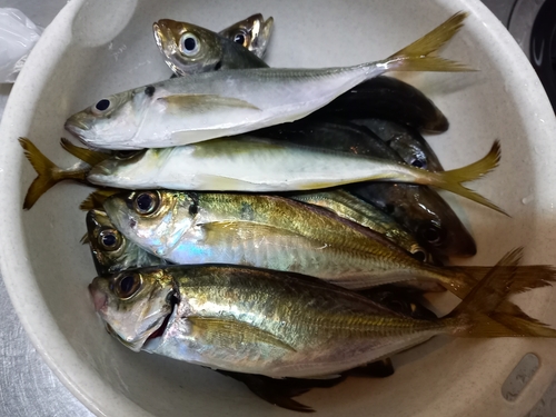 アジの釣果