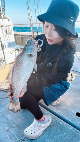 クログチの釣果