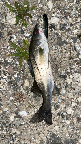 シーバスの釣果