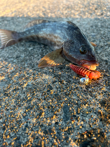 アイナメの釣果