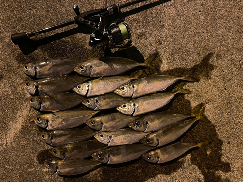 アジの釣果