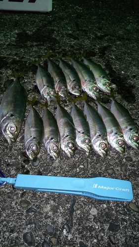 アジの釣果