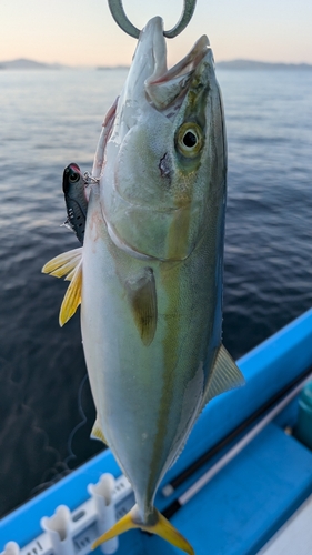 ヤズの釣果