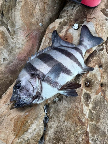 イシダイの釣果