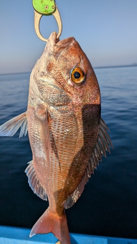 マダイの釣果