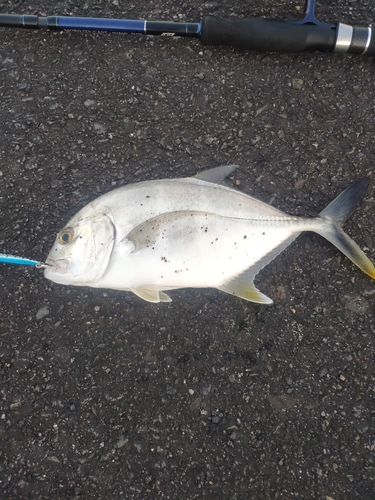 メッキの釣果