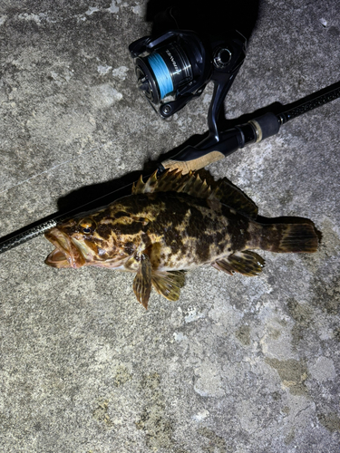 タケノコメバルの釣果