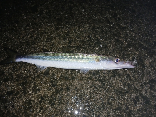 カマスの釣果