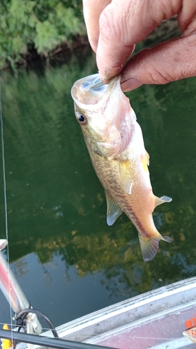 ブラックバスの釣果