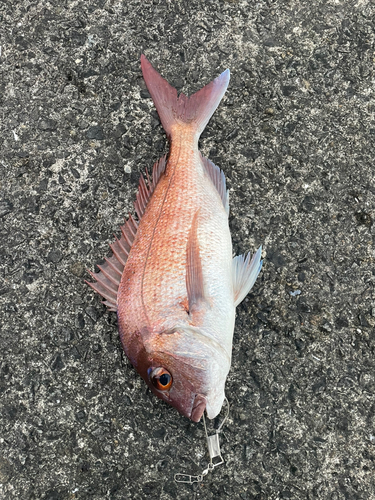 マダイの釣果