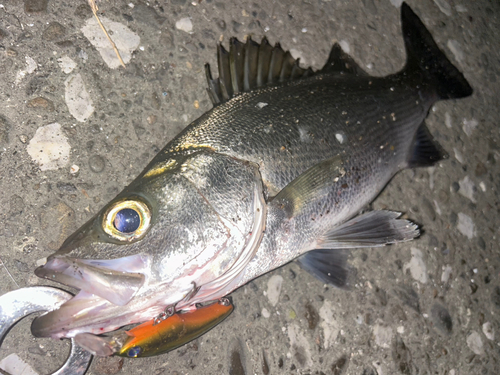 セイゴ（ヒラスズキ）の釣果