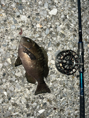 メジナの釣果