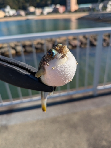 クサフグの釣果