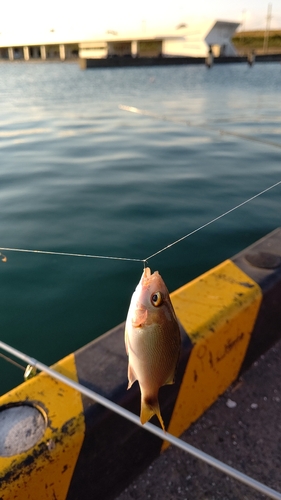 フエフキダイの釣果